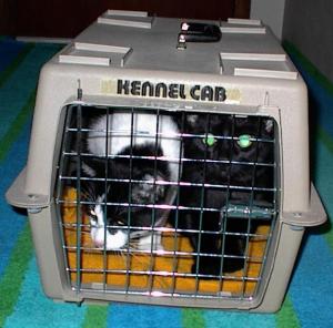JPG pic of Pippin & Merry in new Home
                        [CLICK FOR LARGER]