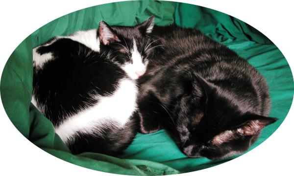 JPG Pic Cats
                Sleeping (2003/10/03)