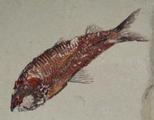 JPG Fish Fossil Image