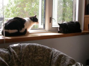 JPG Cats
                on windowsill